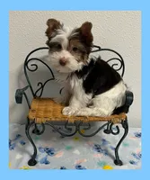 AKC ~ Jax, a male Yorkshire Terrier for sale in Bonney Lake, WA – 3 of 9
