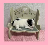 AKC ~ Tiny Parti Female, a female Yorkshire Terrier for sale in Bonney Lake, WA – 4 of 8