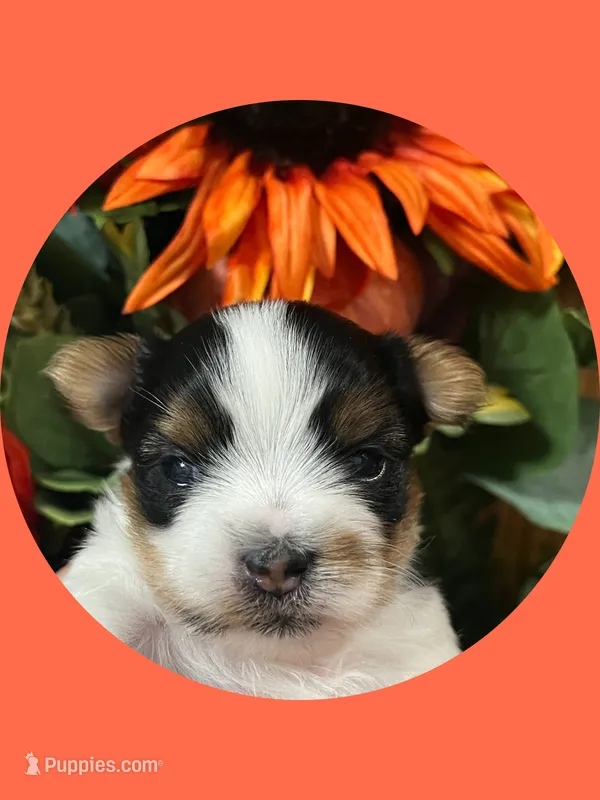 AKC Parti Male #3 – Yorkshire Terrier puppy for sale in Bonney Lake, WA