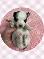 AKC ~ Tiny Parti Female, a female Yorkshire Terrier for sale in Bonney Lake, WA – 7 of 8