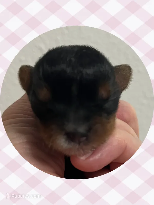 AKC Tiny Traditional Female – Yorkshire Terrier puppy for sale in Bonney Lake, WA