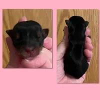 AKC Tiny Traditional Female, a female Yorkshire Terrier for sale in Bonney Lake, WA – 1 of 1