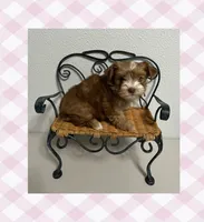 AKC ~ Mia, a female Yorkshire Terrier for sale in Bonney Lake, WA – 1 of 9