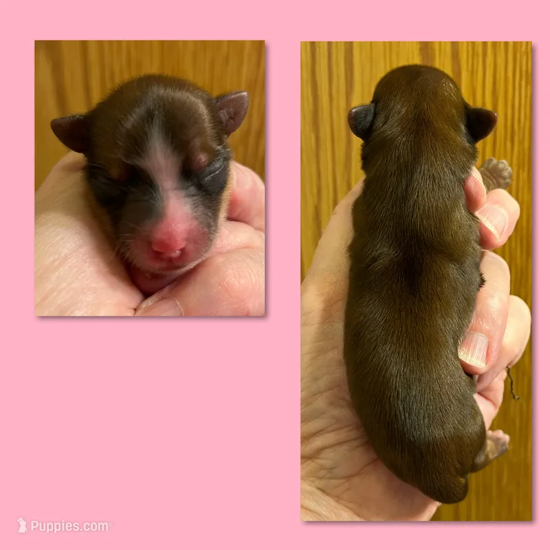 AKC Sable Female – Yorkshire Terrier puppy for sale in Bonney Lake, WA