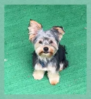 Jetson AKC Traditional , a male Yorkshire Terrier for sale in Bonney Lake, WA – 2 of 5
