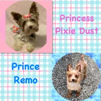 AKC ~ Milo, a male Yorkshire Terrier for sale in Bonney Lake, WA – 7 of 10
