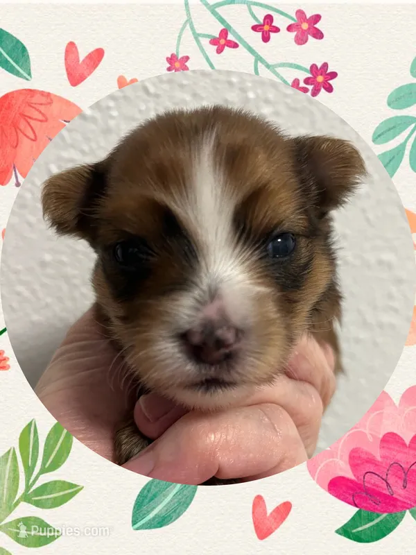 AKC Sable Female – Yorkshire Terrier puppy for sale in Bonney Lake, WA