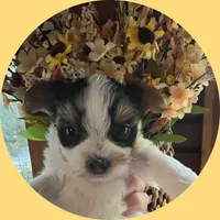 AKC ~ Milo, a male Yorkshire Terrier for sale in Bonney Lake, WA – 2 of 6