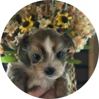 AKC ~ Lucy, a female Yorkshire Terrier for sale in Bonney Lake, WA – 3 of 6