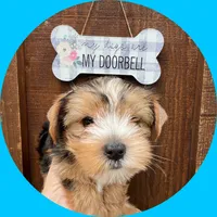 AKC ~ Milo, a male Yorkshire Terrier for sale in Bonney Lake, WA – 5 of 10