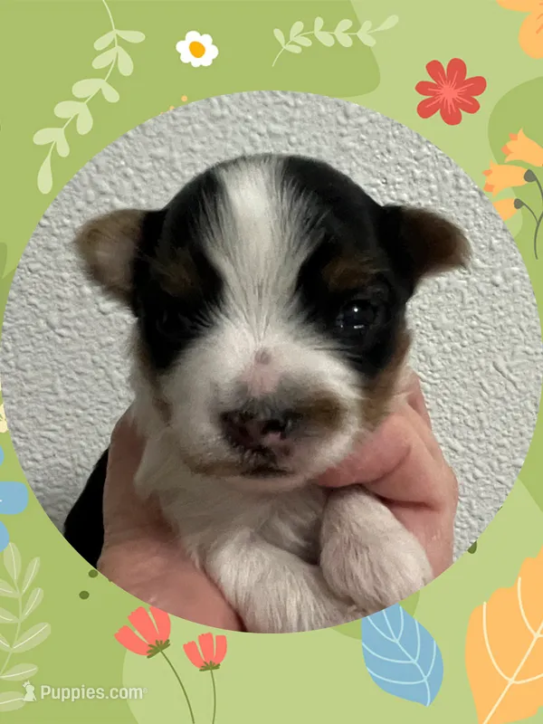 AKC Parti Male #3 – Yorkshire Terrier puppy for sale in Bonney Lake, WA