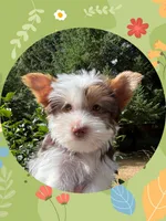 AKC ~ Jax, a male Yorkshire Terrier for sale in Bonney Lake, WA – 5 of 9