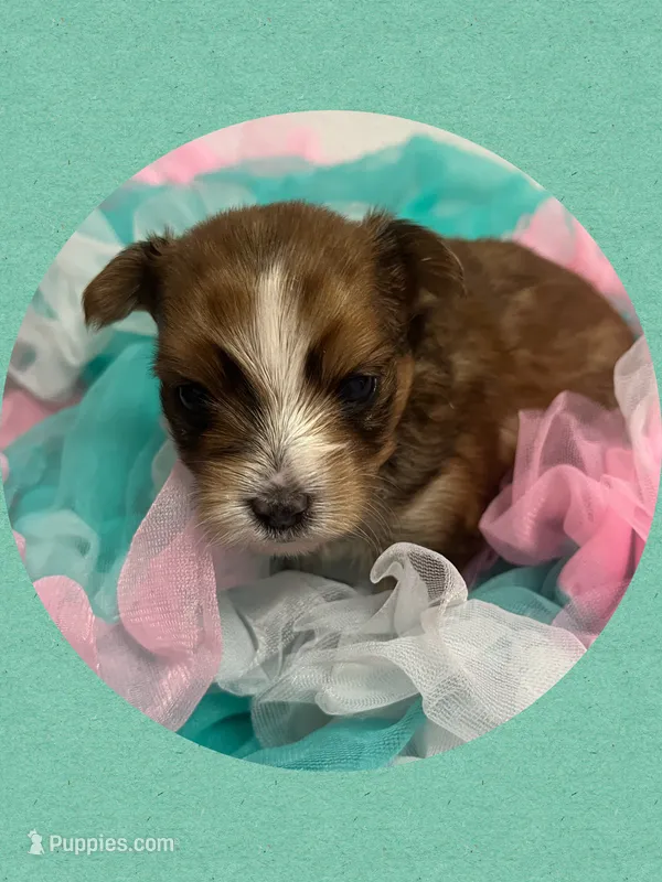 AKC Sable Female – Yorkshire Terrier puppy for sale in Bonney Lake, WA