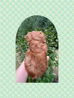 AKC ~ Mia, a female Yorkshire Terrier for sale in Bonney Lake, WA – 6 of 9