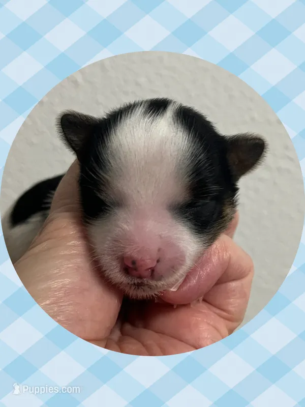 AKC Parti Male #2 – Yorkshire Terrier puppy for sale in Bonney Lake, WA