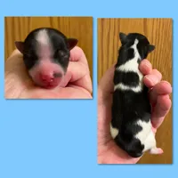 AKC Parti Male #3, a male Yorkshire Terrier for sale in Bonney Lake, WA – 1 of 2