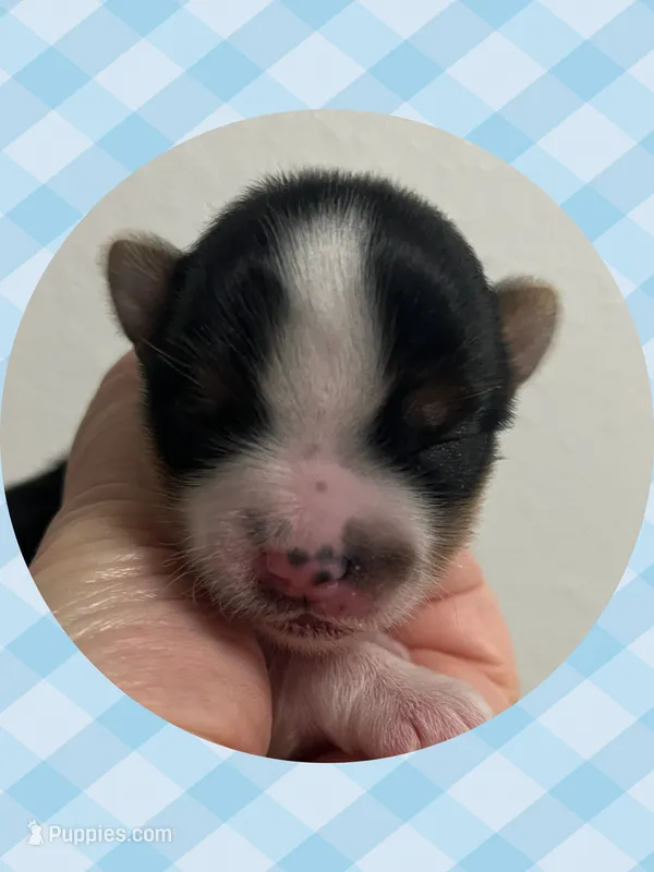 AKC Parti Male #3 – Yorkshire Terrier puppy for sale in Bonney Lake, WA
