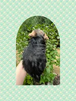 AKC ~ Milo, a male Yorkshire Terrier for sale in Bonney Lake, WA – 6 of 10