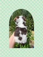 AKC ~ S’mores , a male Yorkshire Terrier for sale in Bonney Lake, WA – 6 of 7
