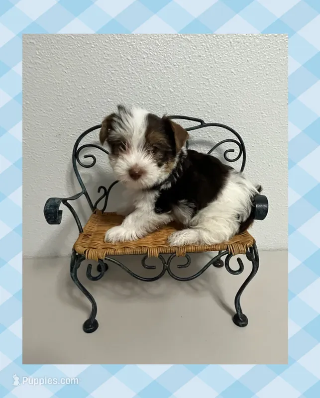 AKC ~ S’mores  – Yorkshire Terrier puppy for sale in Bonney Lake, WA