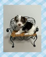 AKC ~ S’mores , a male Yorkshire Terrier for sale in Bonney Lake, WA – 1 of 7