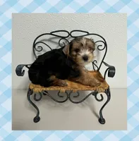AKC ~ Milo, a male Yorkshire Terrier for sale in Bonney Lake, WA – 2 of 10