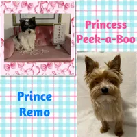 ADOPTED AKC Parti Male #1, a male Yorkshire Terrier for sale in Bonney Lake, WA – 2 of 2