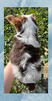 AKC ~ Jax, a male Yorkshire Terrier for sale in Bonney Lake, WA – 8 of 9