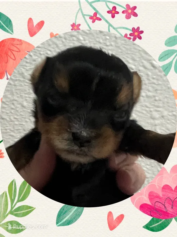 AKC Tiny Traditional Female – Yorkshire Terrier puppy for sale in Bonney Lake, WA