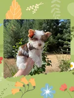 AKC ~ Jax, a male Yorkshire Terrier for sale in Bonney Lake, WA – 2 of 9