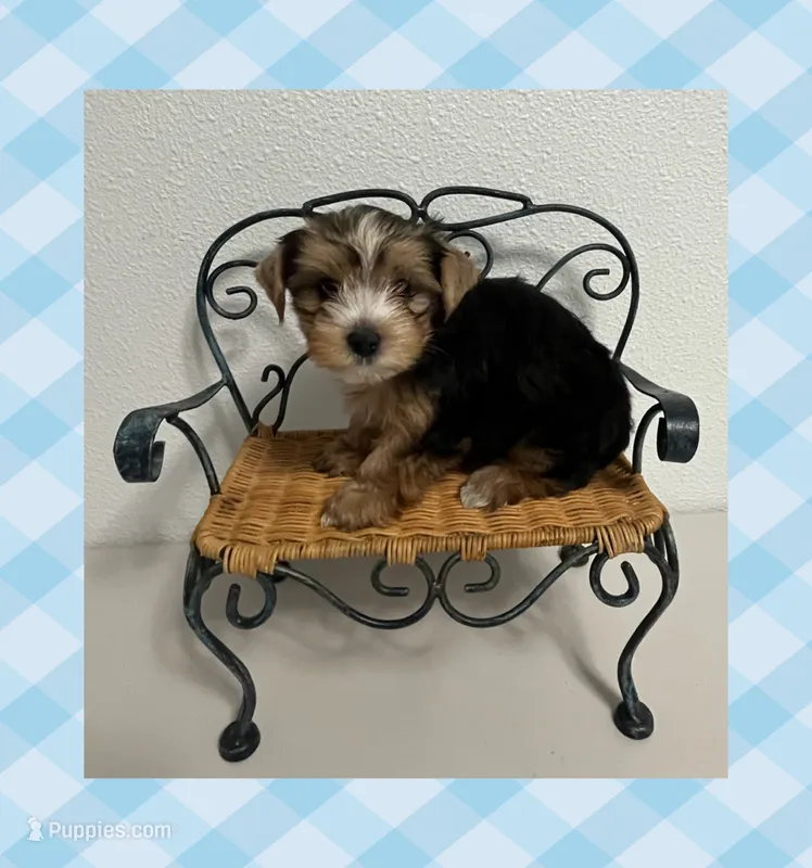 AKC ~ Milo – Yorkshire Terrier puppy for sale in Bonney Lake, WA
