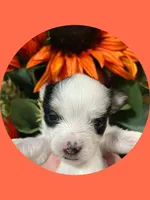 AKC ~ Tiny Parti Female, a female Yorkshire Terrier for sale in Bonney Lake, WA – 5 of 8