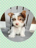 AKC ~ Jax, a male Yorkshire Terrier for sale in Bonney Lake, WA – 6 of 9