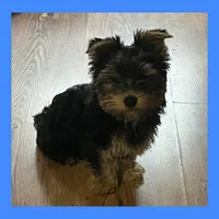 Jetson AKC Traditional , a male Yorkshire Terrier for sale in Bonney Lake, WA – 5 of 5