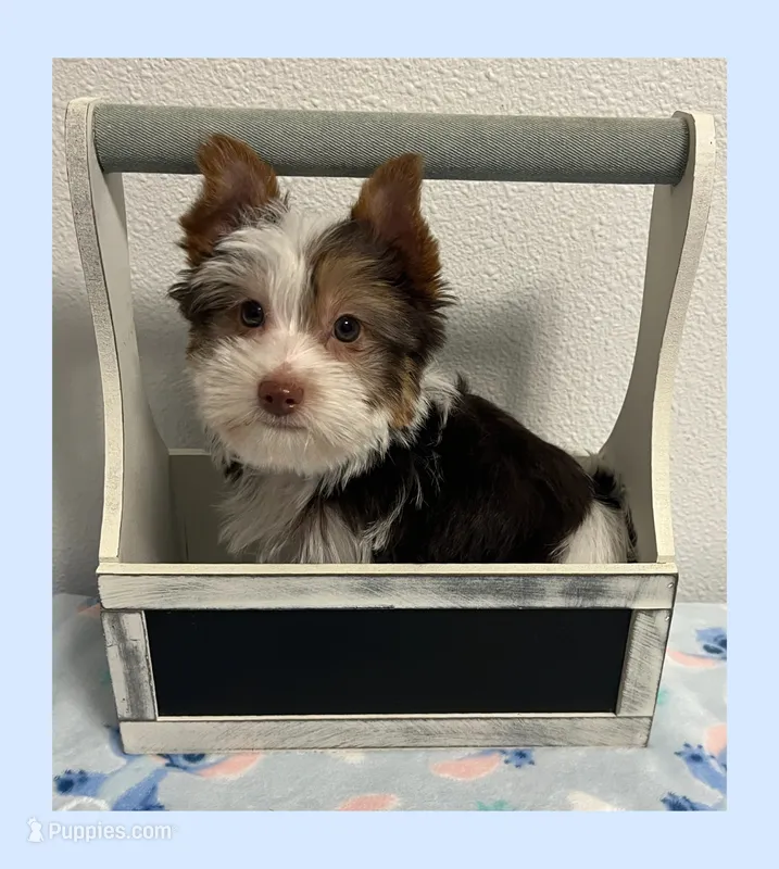 AKC ~ S’mores  – Yorkshire Terrier puppy for sale in Bonney Lake, WA