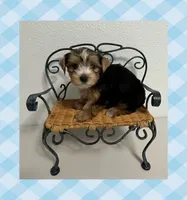 AKC ~ Milo, a male Yorkshire Terrier for sale in Bonney Lake, WA – 8 of 10