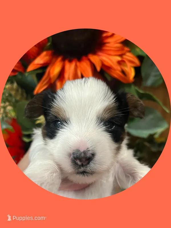 AKC Parti Male #2 – Yorkshire Terrier puppy for sale in Bonney Lake, WA
