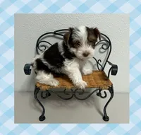 AKC ~ S’mores , a male Yorkshire Terrier for sale in Bonney Lake, WA – 2 of 7