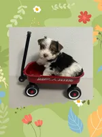AKC ~ S’mores , a male Yorkshire Terrier for sale in Bonney Lake, WA – 3 of 7