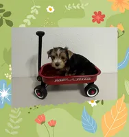 AKC ~ Milo, a male Yorkshire Terrier for sale in Bonney Lake, WA – 10 of 10