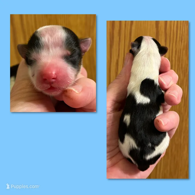 ADOPTED AKC Parti Male #1 – Yorkshire Terrier puppy for sale in Bonney Lake, WA