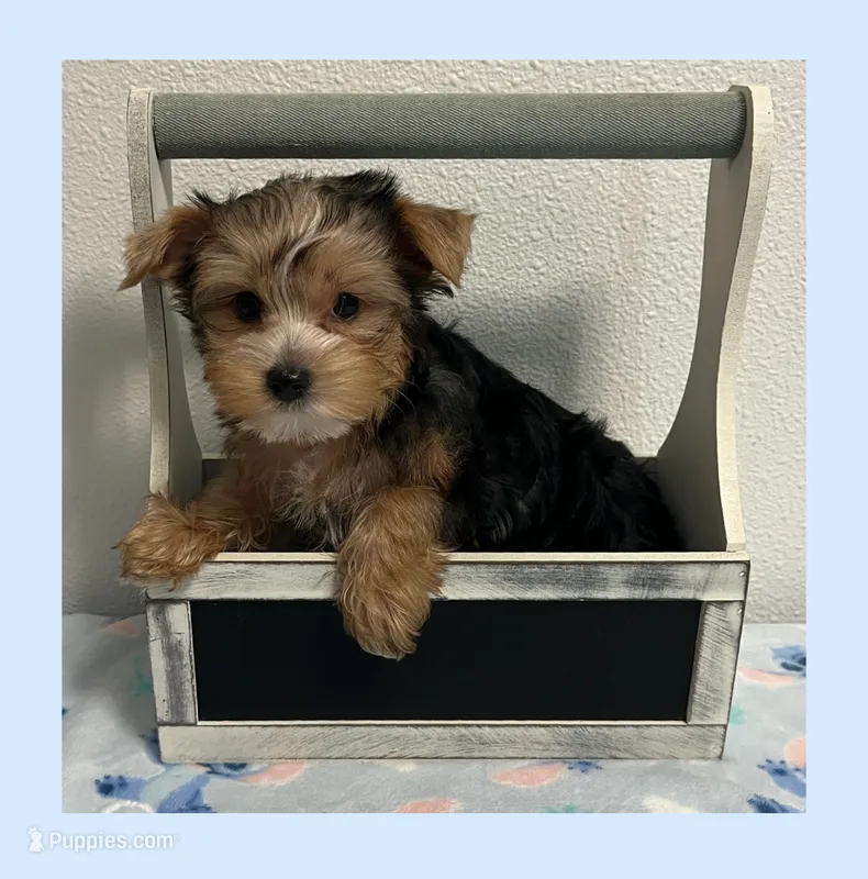 AKC ~ Milo – Yorkshire Terrier puppy for sale in Bonney Lake, WA