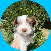 AKC ~ S’mores , a male Yorkshire Terrier for sale in Bonney Lake, WA – 4 of 7