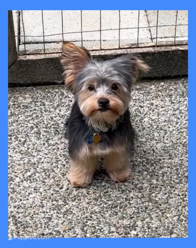 Jetson AKC Traditional  – Yorkshire Terrier puppy for sale in Bonney Lake, WA