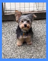 Jetson AKC Traditional , a male Yorkshire Terrier for sale in Bonney Lake, WA – 1 of 5