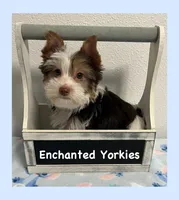 AKC ~ Jax, a male Yorkshire Terrier for sale in Bonney Lake, WA – 4 of 9