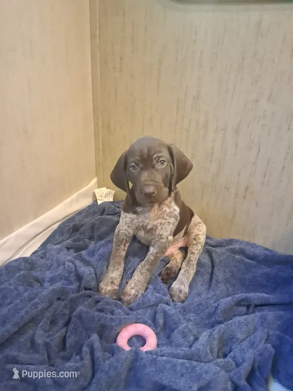 Puppy 1 – German Shorthaired Pointer puppy for sale in Thompson, PA