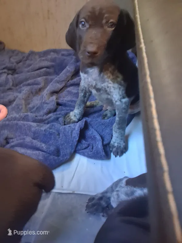 Puppy 3 – German Shorthaired Pointer puppy for sale in Thompson, PA