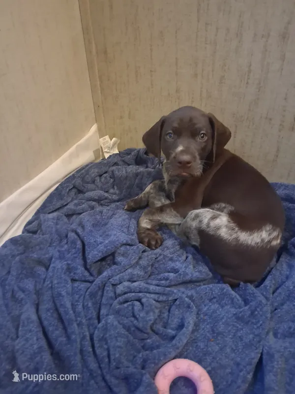 Puppy 2 – German Shorthaired Pointer puppy for sale in Thompson, PA