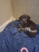 Puppy 2, a male German Shorthaired Pointer for sale in Thompson, PA – 1 of 2
